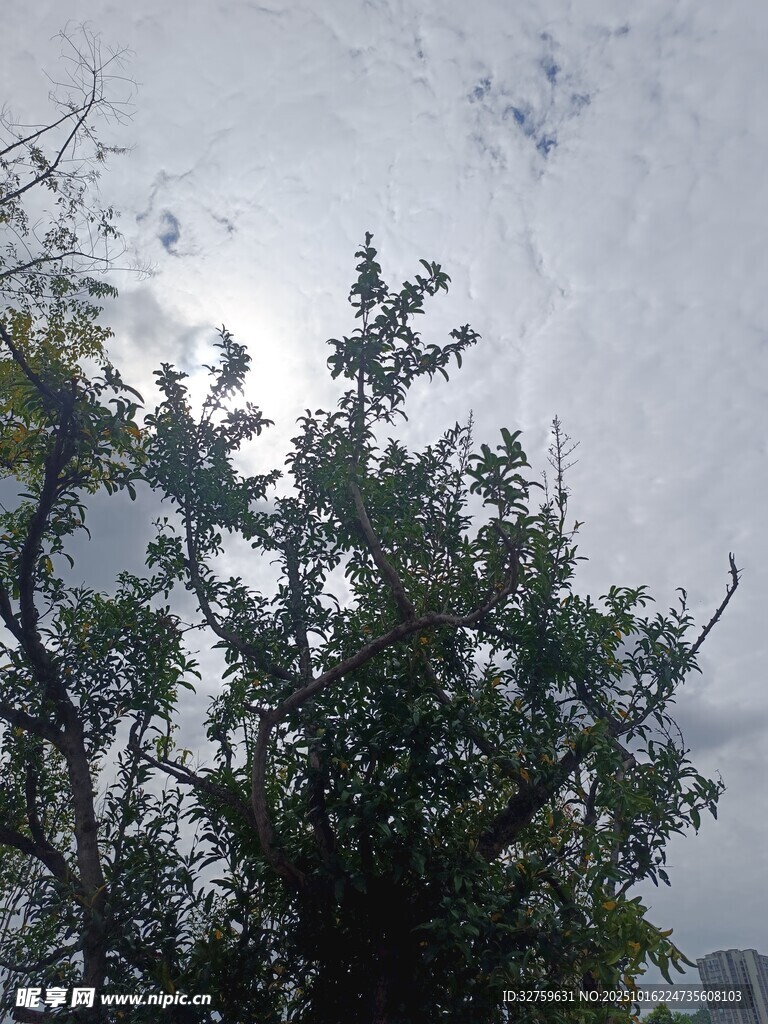 阴天中的树木