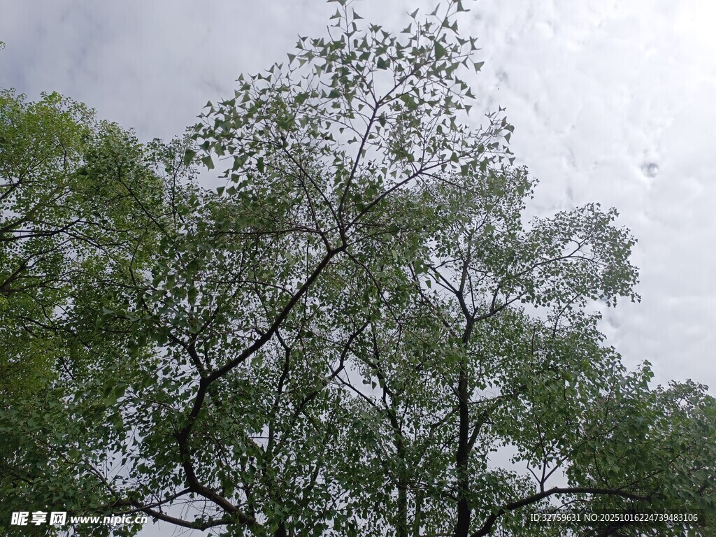 仰视葱郁树木枝叶