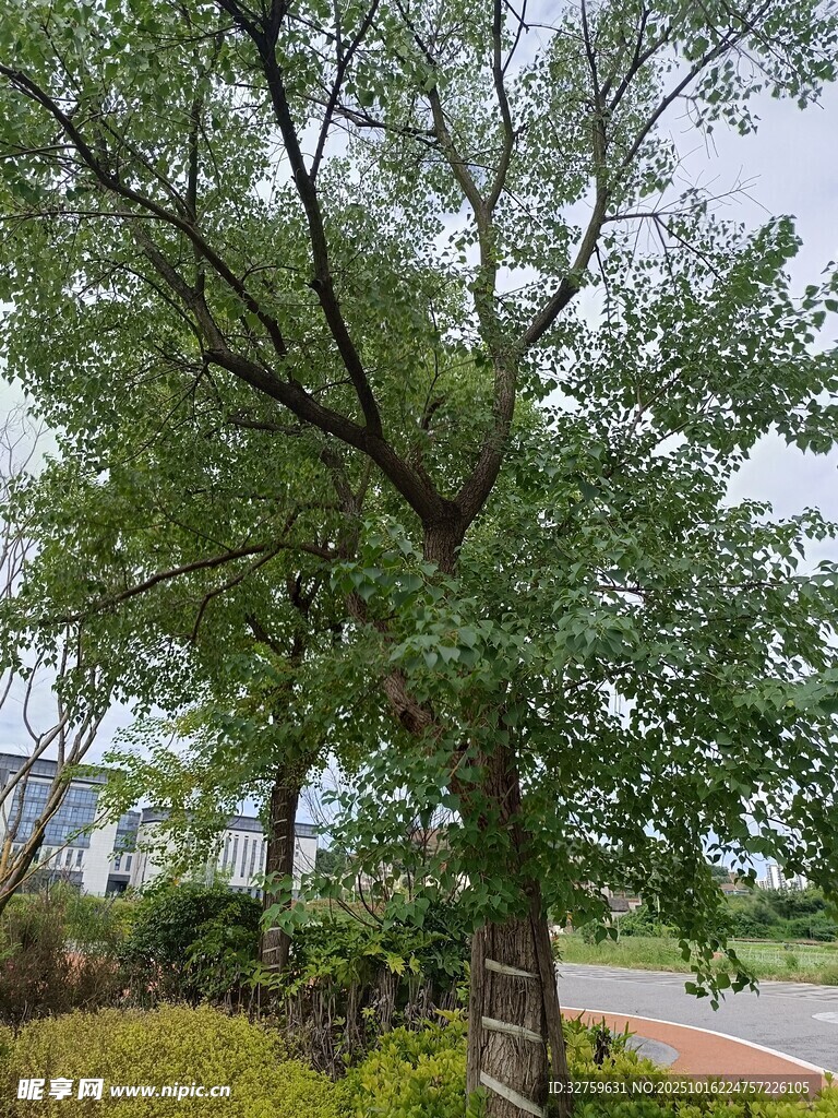路边葱郁大树景观