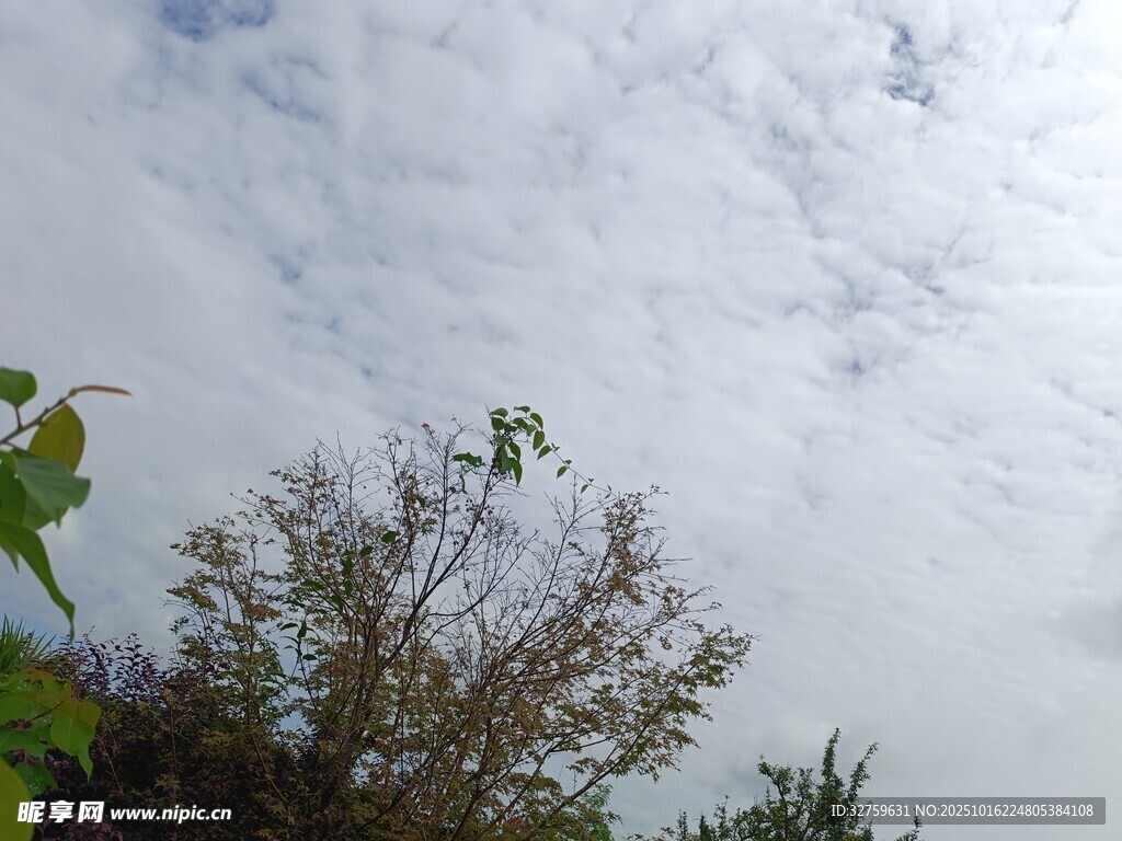 天空下的绿植景观
