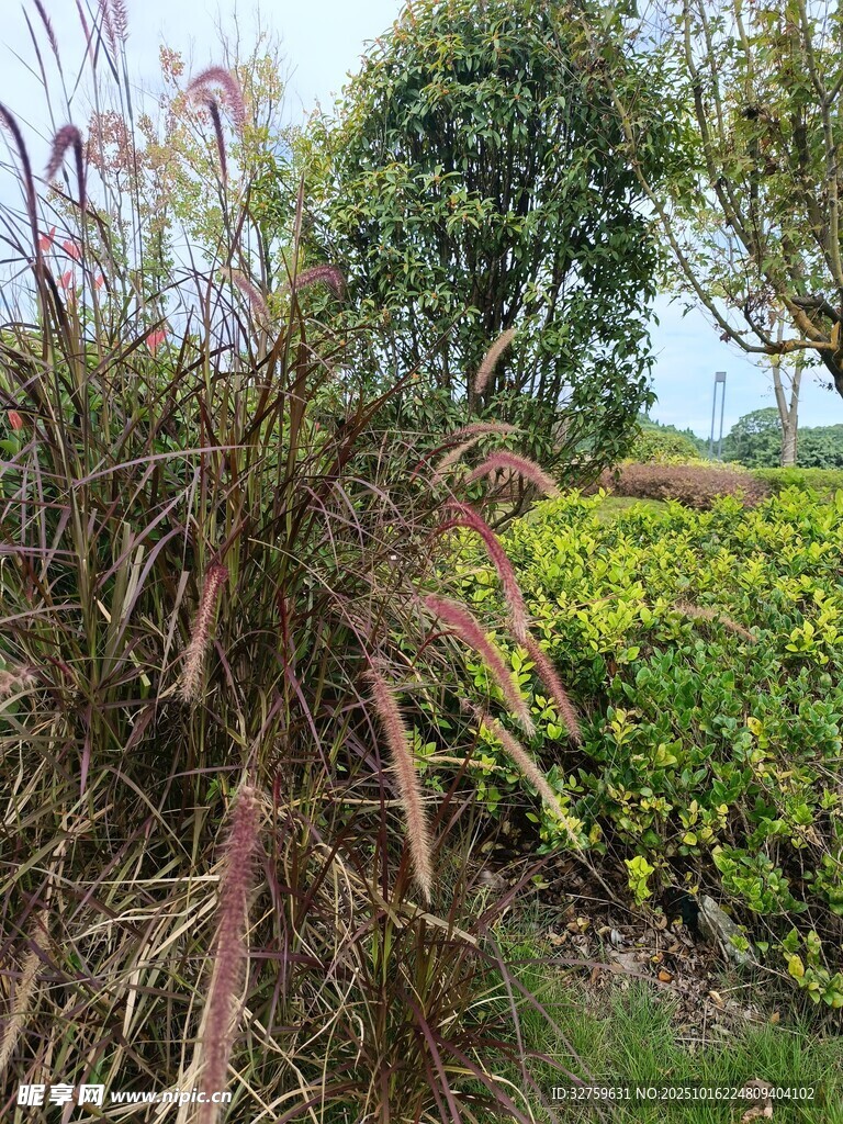 花园中的多样植物景观