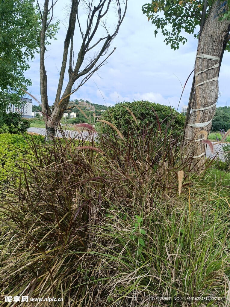 户外繁茂绿植景观