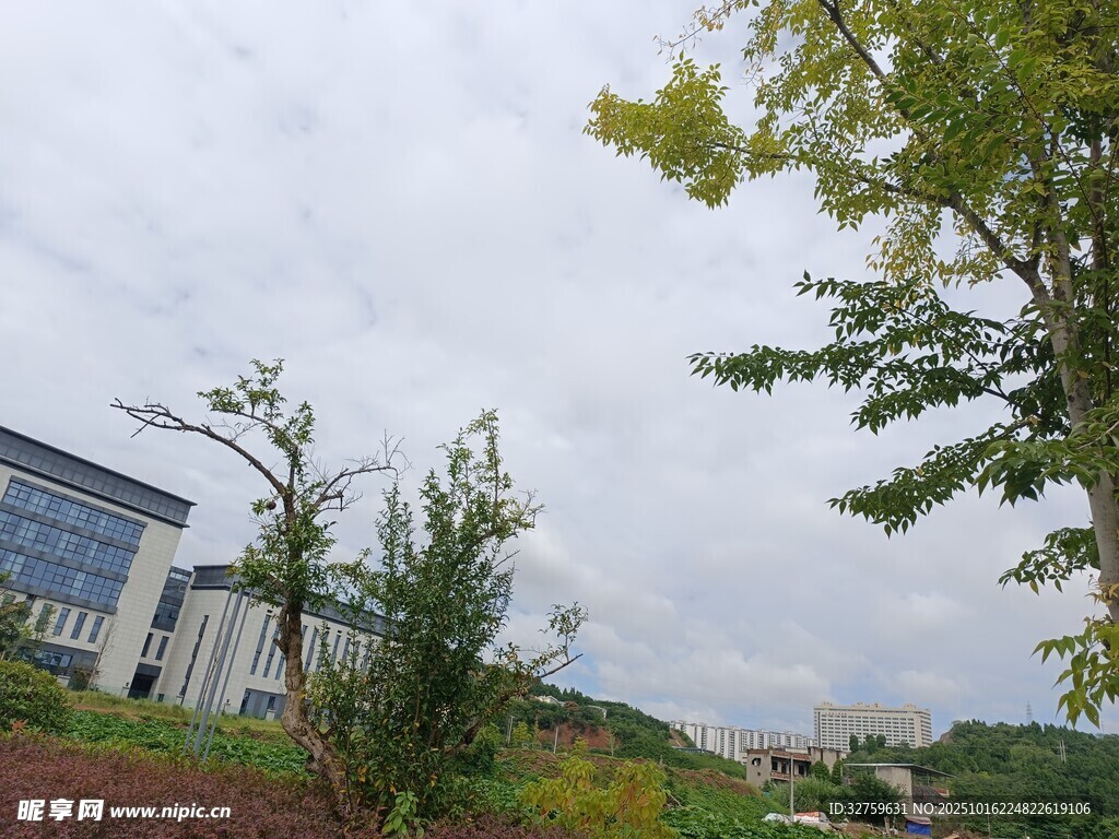 户外绿树与建筑景致