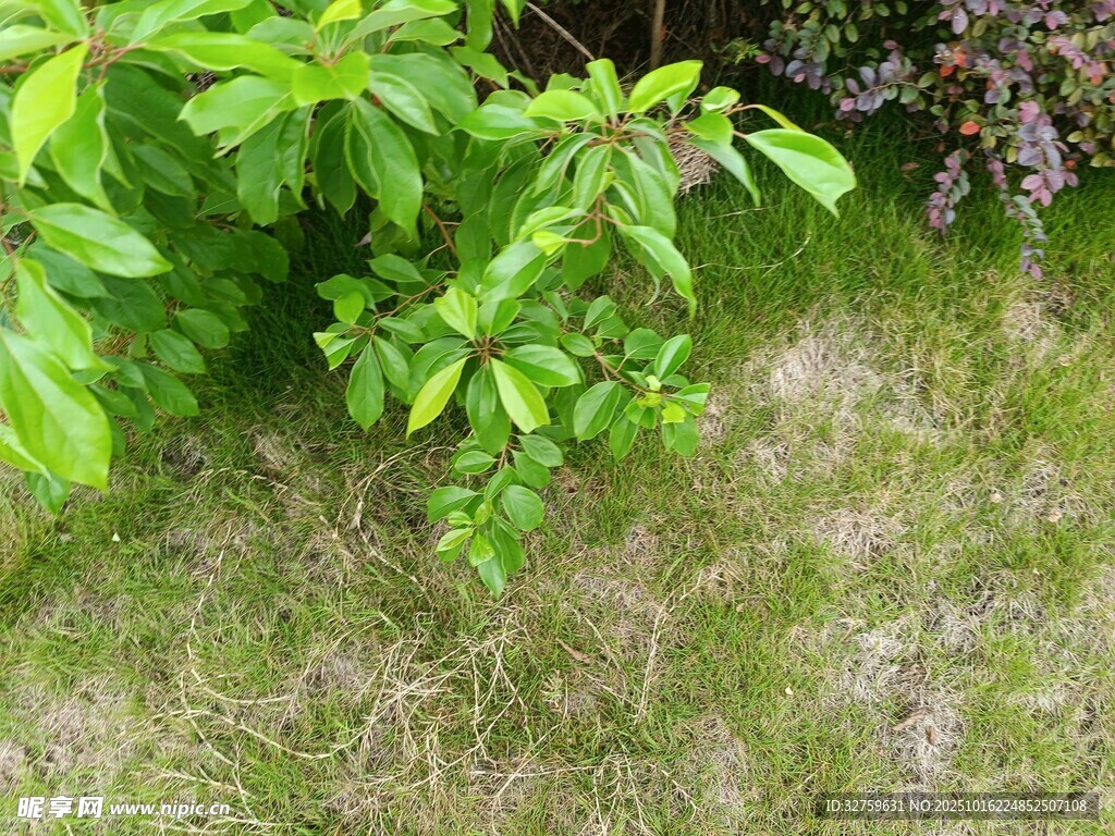 草丛中的嫩绿植物