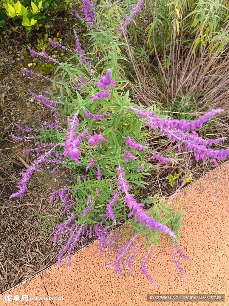 紫色穗状花卉特写