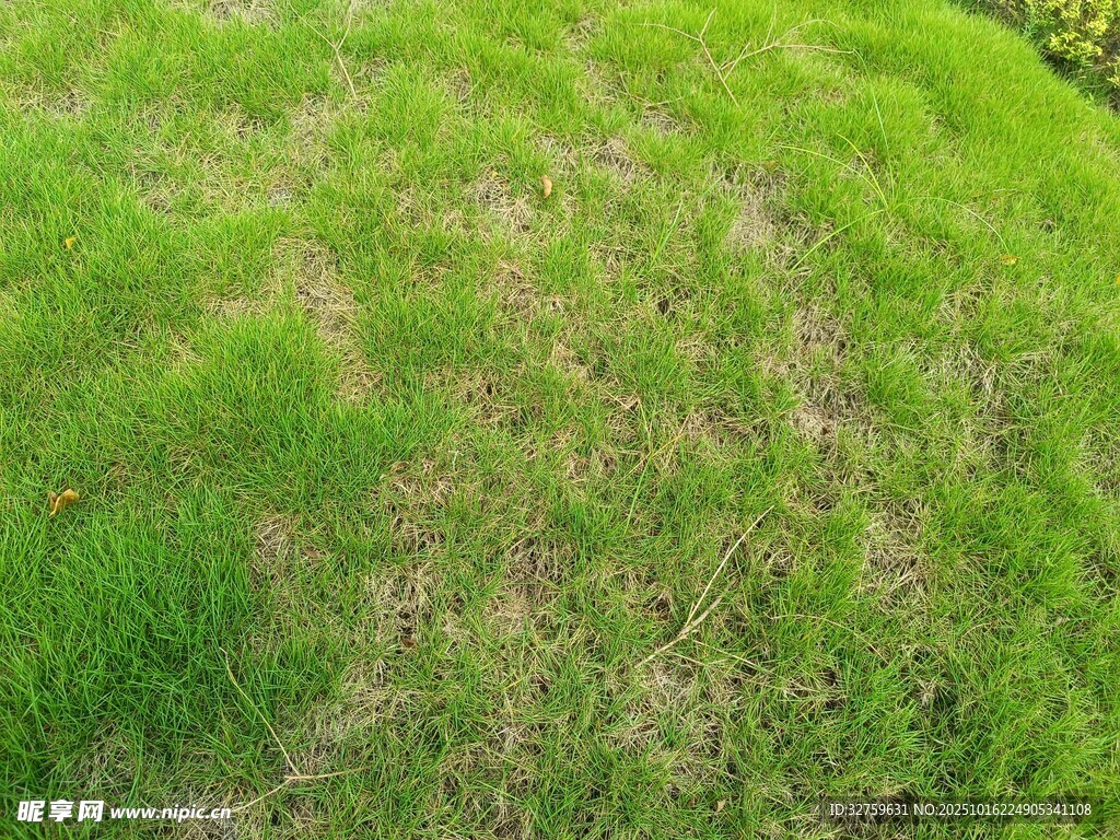 翠绿草地局部特写