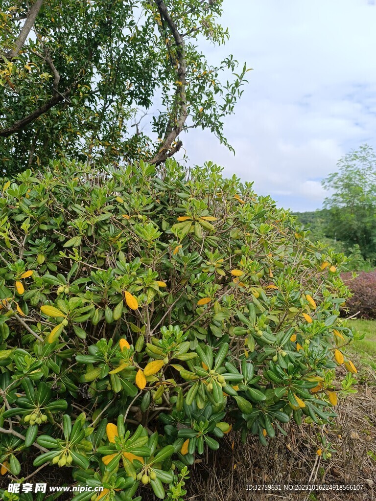 繁茂绿植中的鲜艳花朵