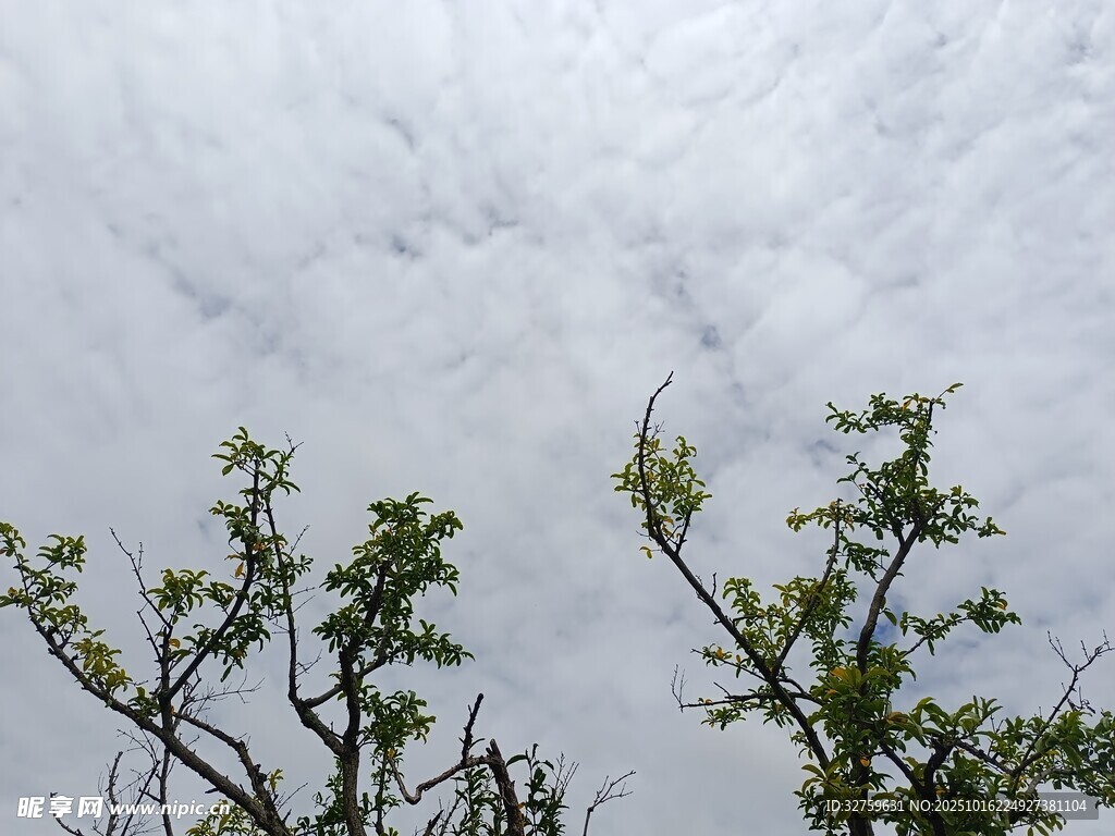 天空下的绿植枝头