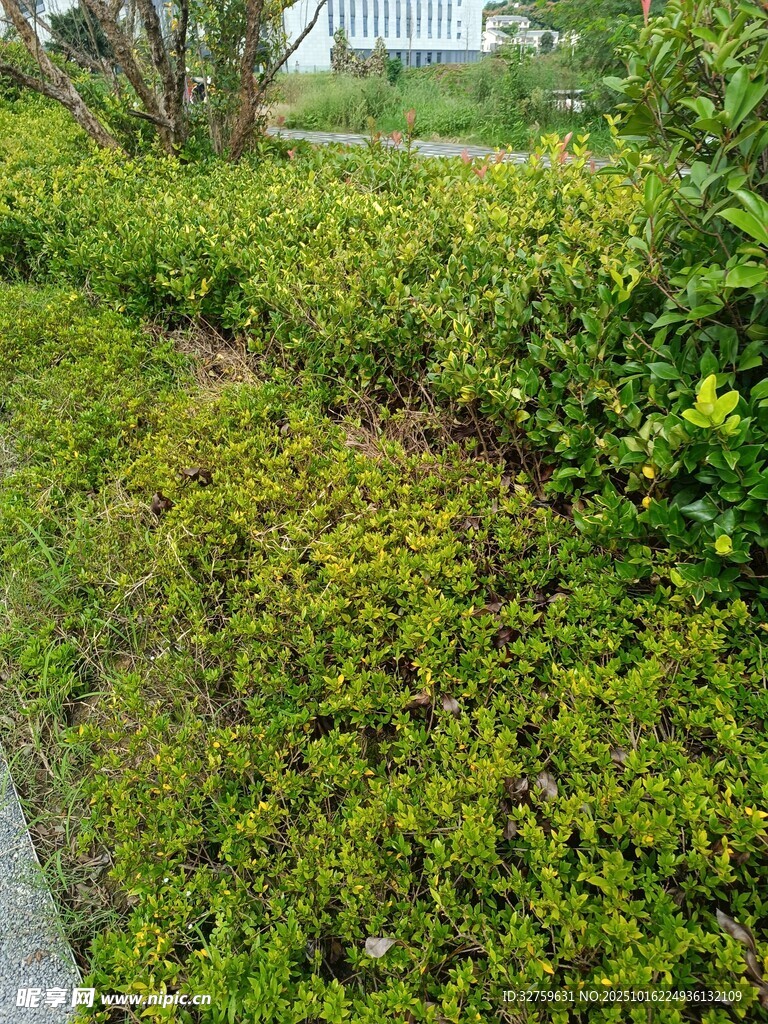 路边翠绿繁茂的灌木丛