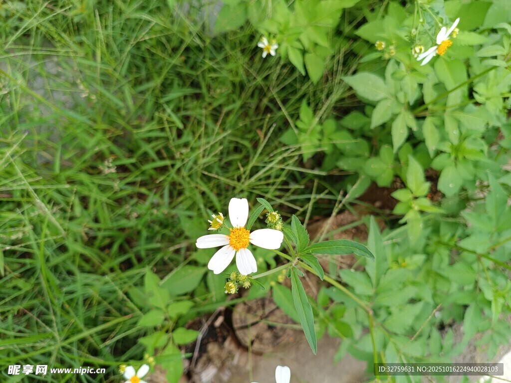 草丛中的小白花