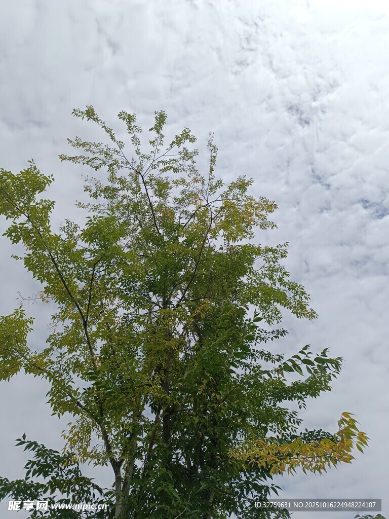 绿树映灰白天空景色