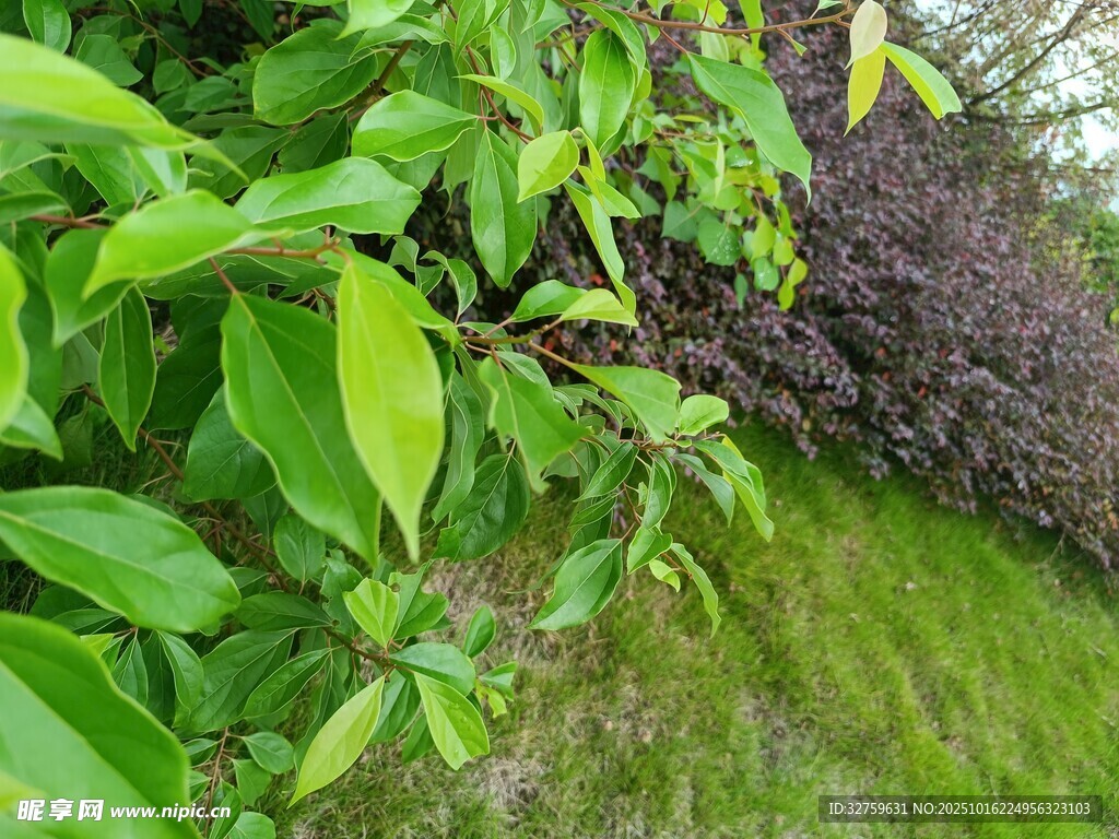 绿叶与紫叶植物景观