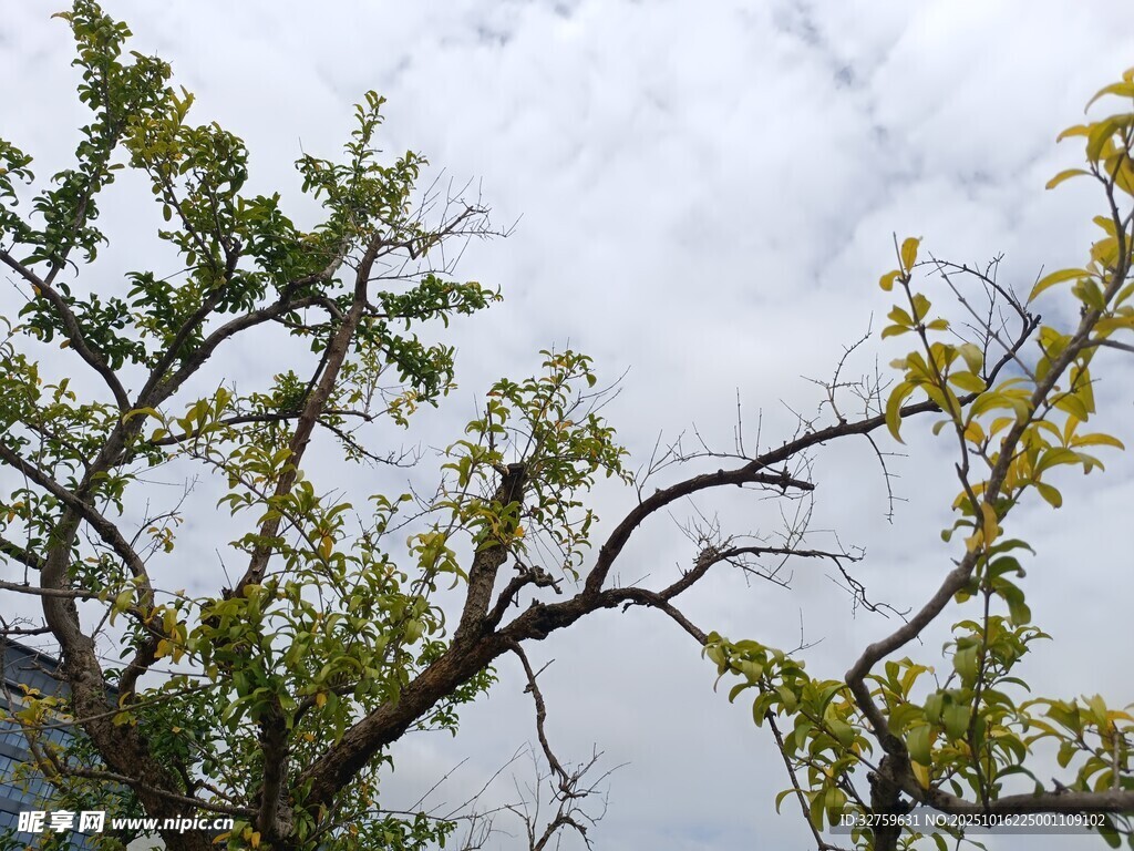 枝头绿叶映灰白天空