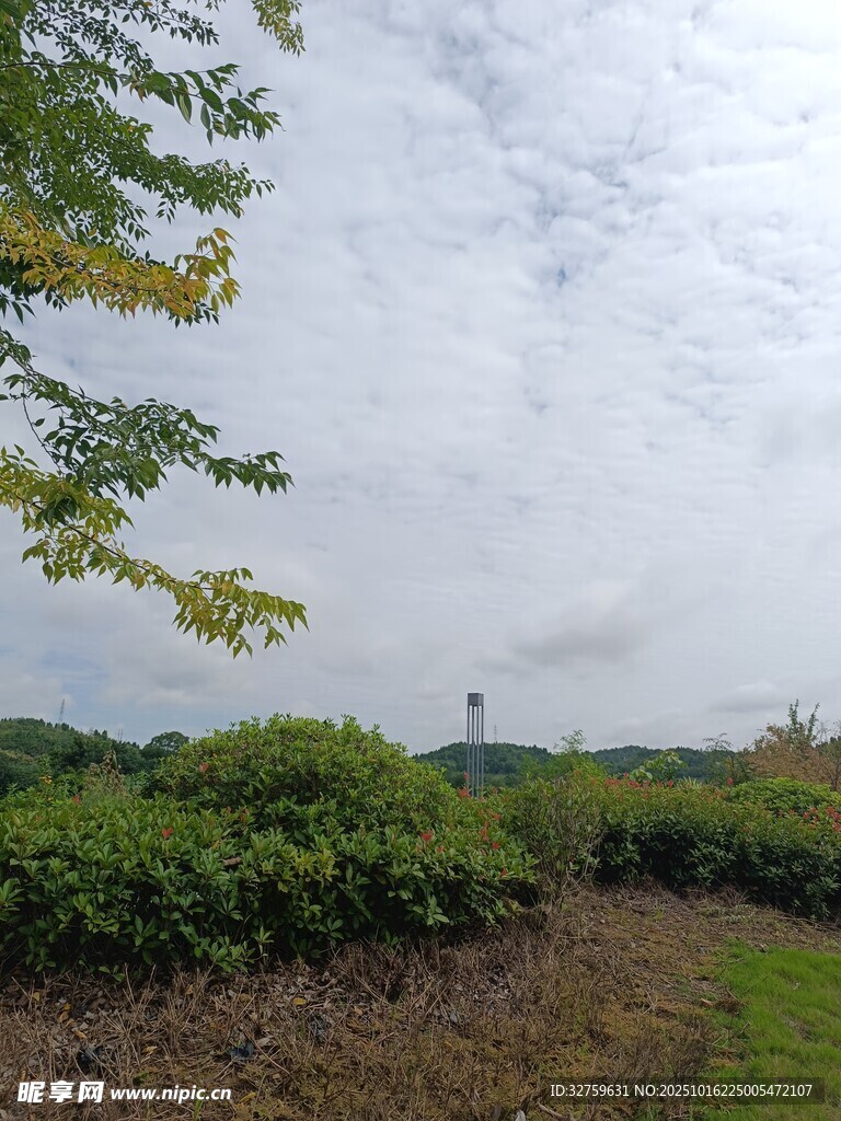 田园风光中的绿植与远景