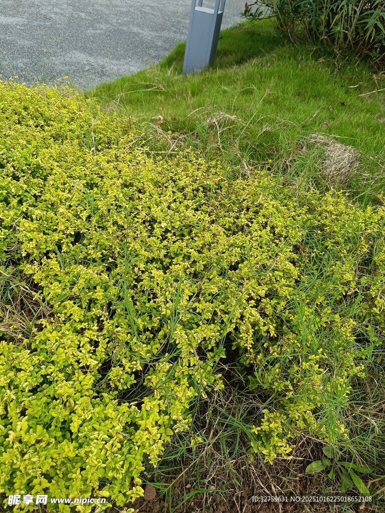 翠绿繁茂的低矮绿植景观