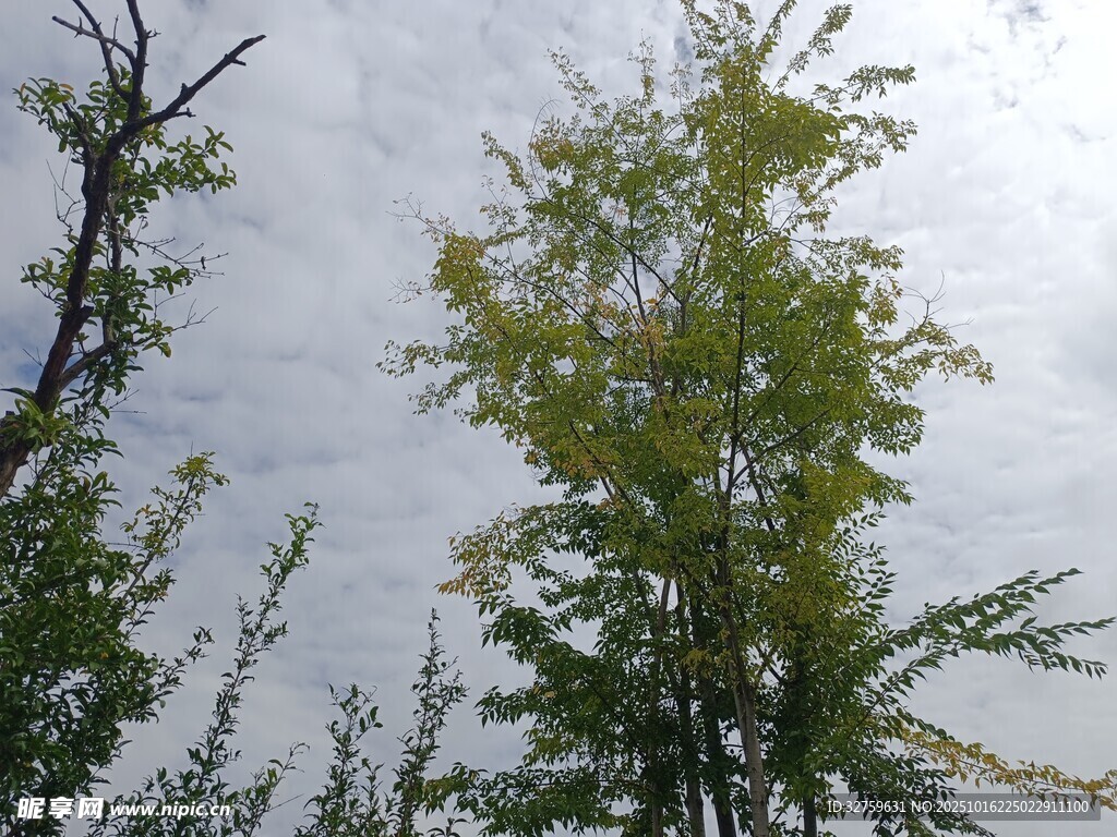 秋日银杏树枝 