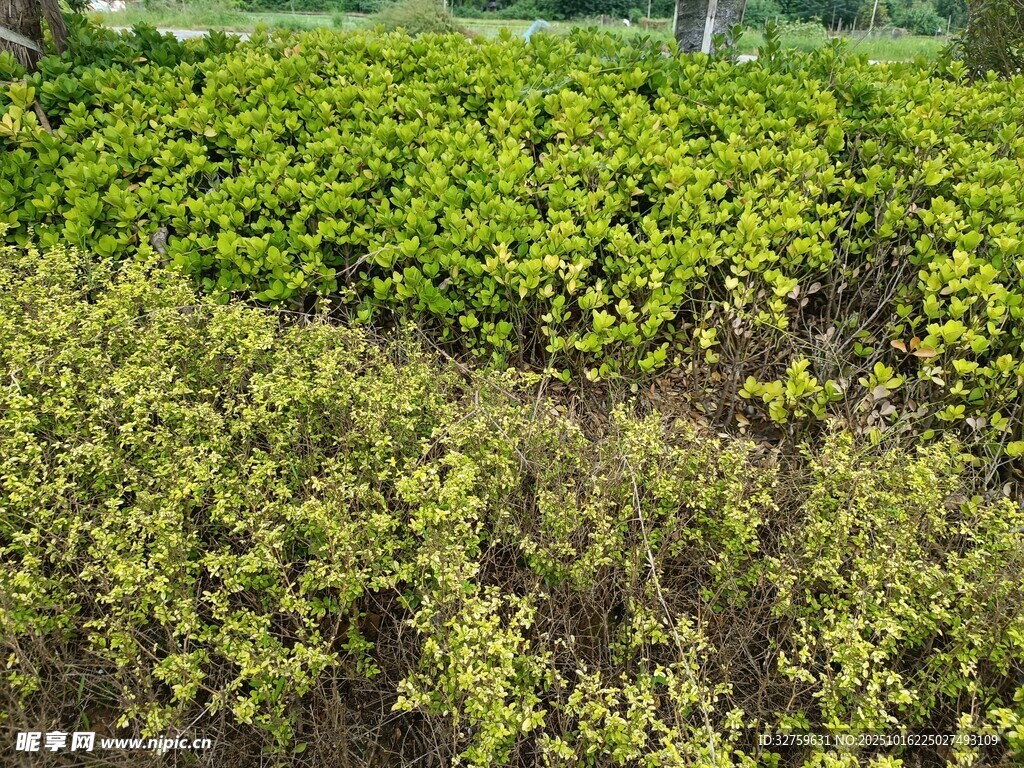 绿意盎然的植物种植地