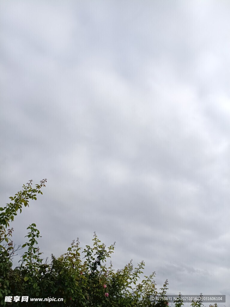 天空下的绿植