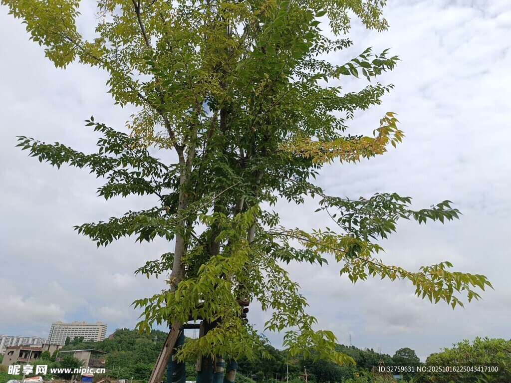 高大挺拔的绿树