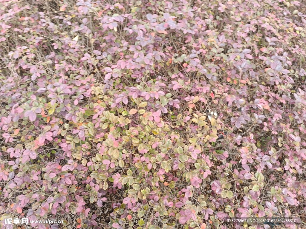 粉色繁茂花丛特写