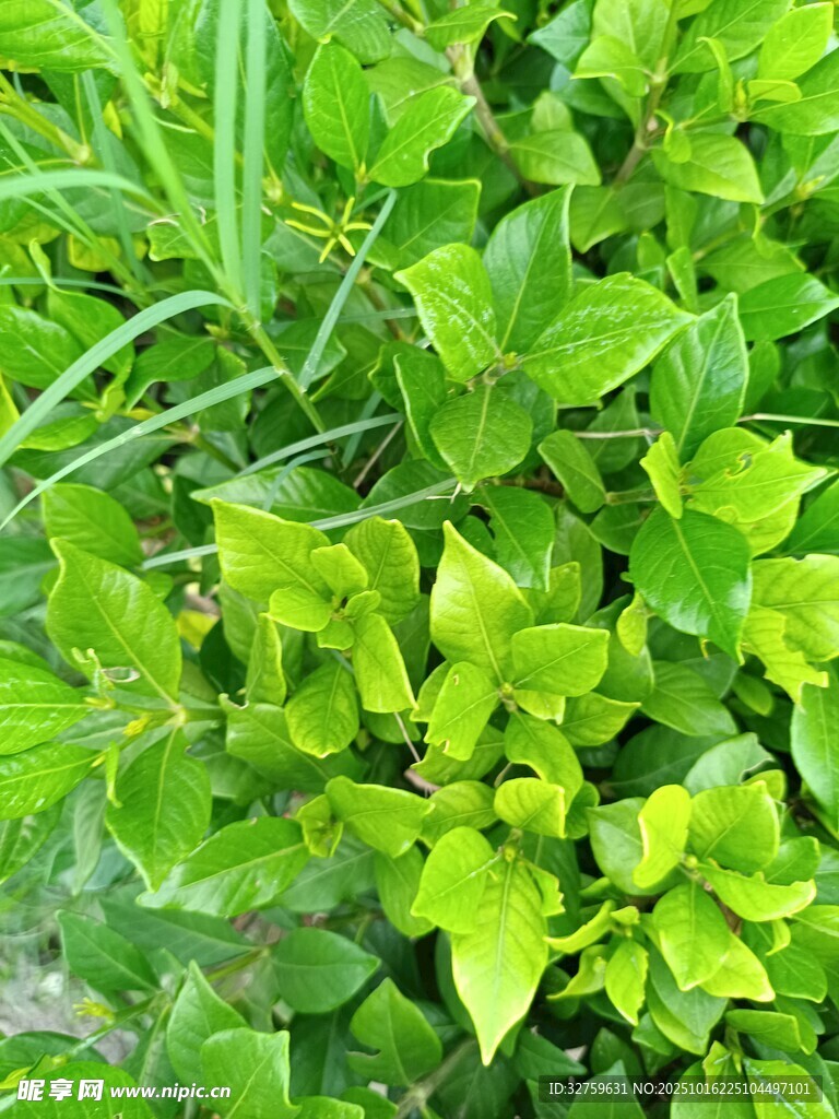 翠绿繁茂的清新植物