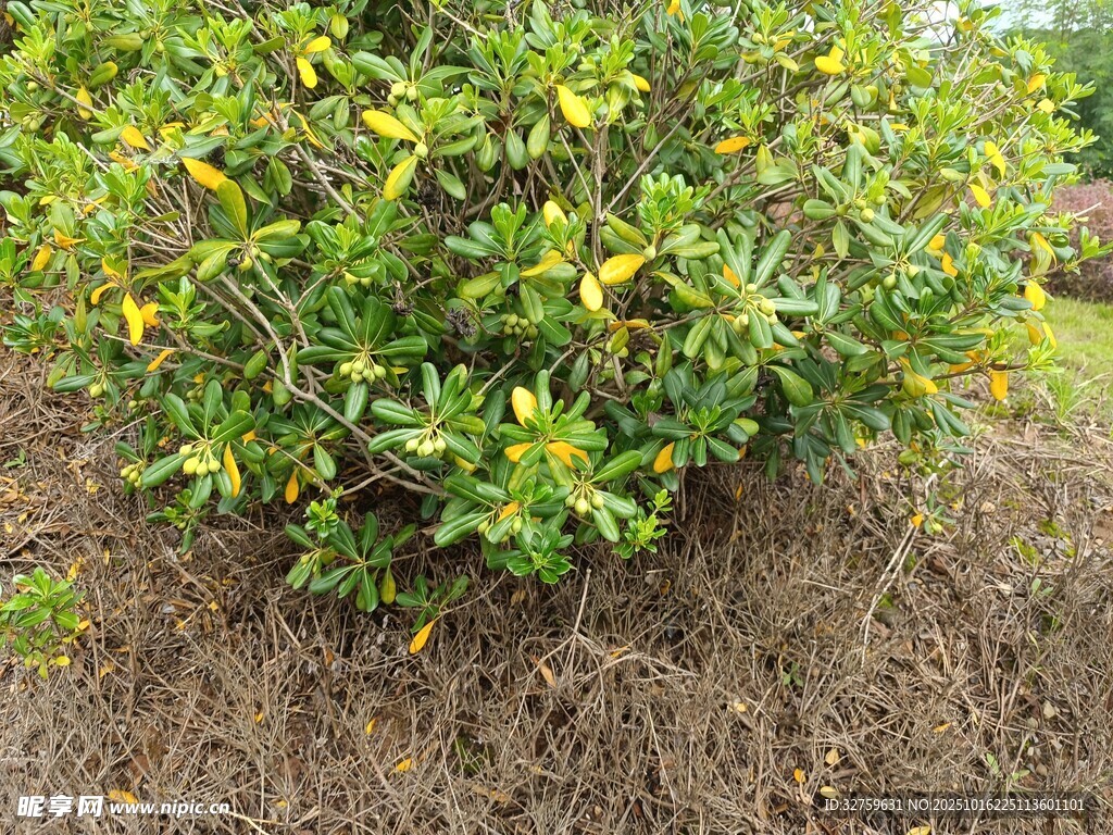 绿叶黄花的繁茂灌木丛