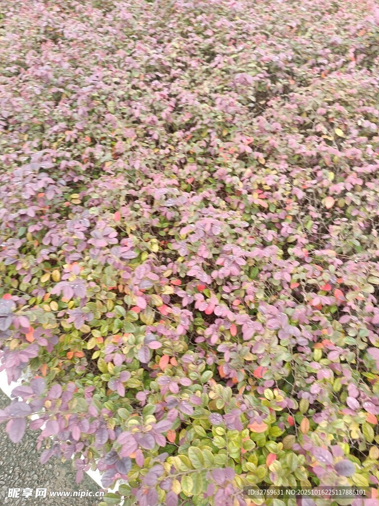 地面上的多彩落叶