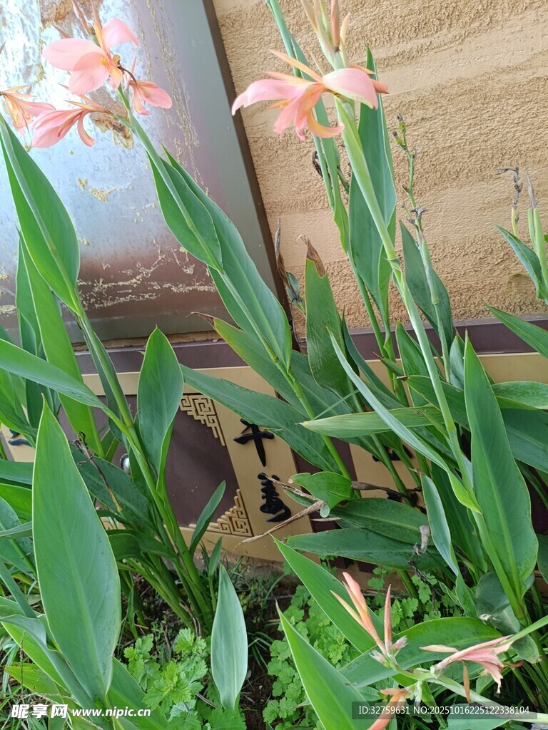 粉色花朵与绿叶植物