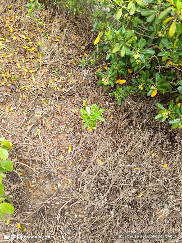 地面枯草与绿植景象
