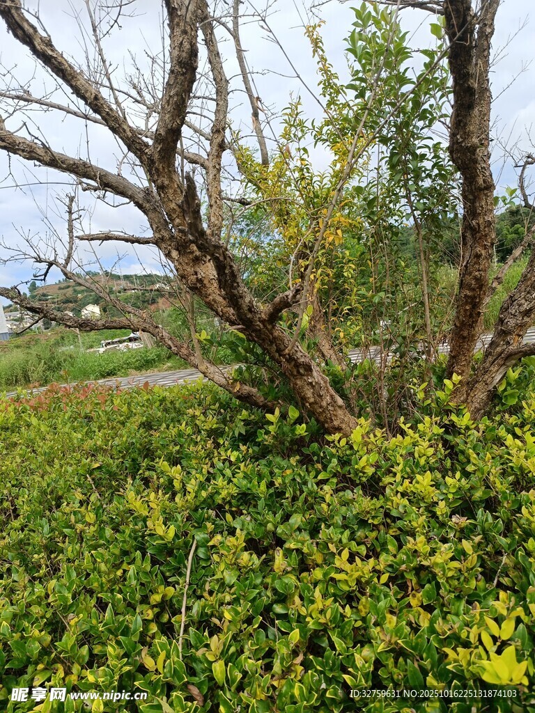 野外繁茂绿植与枯树枝