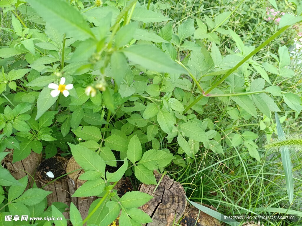 野外绿色植物生长景象