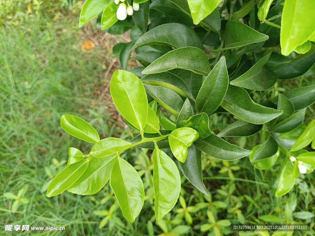 翠绿植物叶片特写