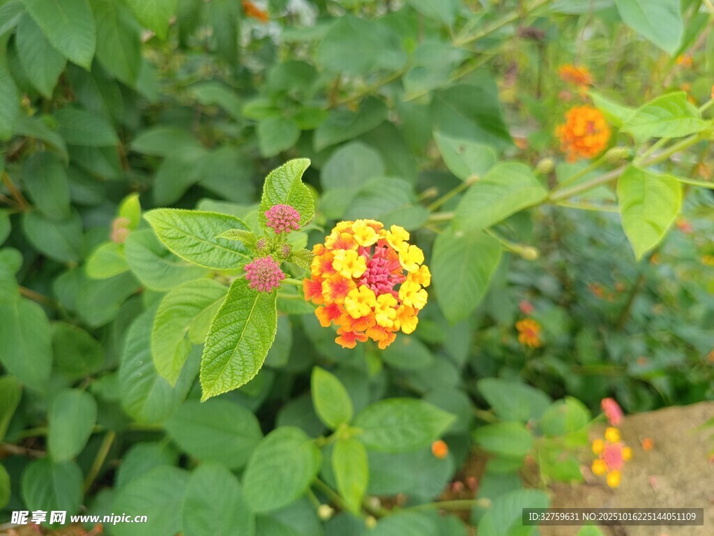 多彩花朵绽放绿叶间