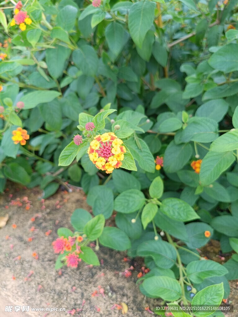 多彩花丛中的艳丽花朵