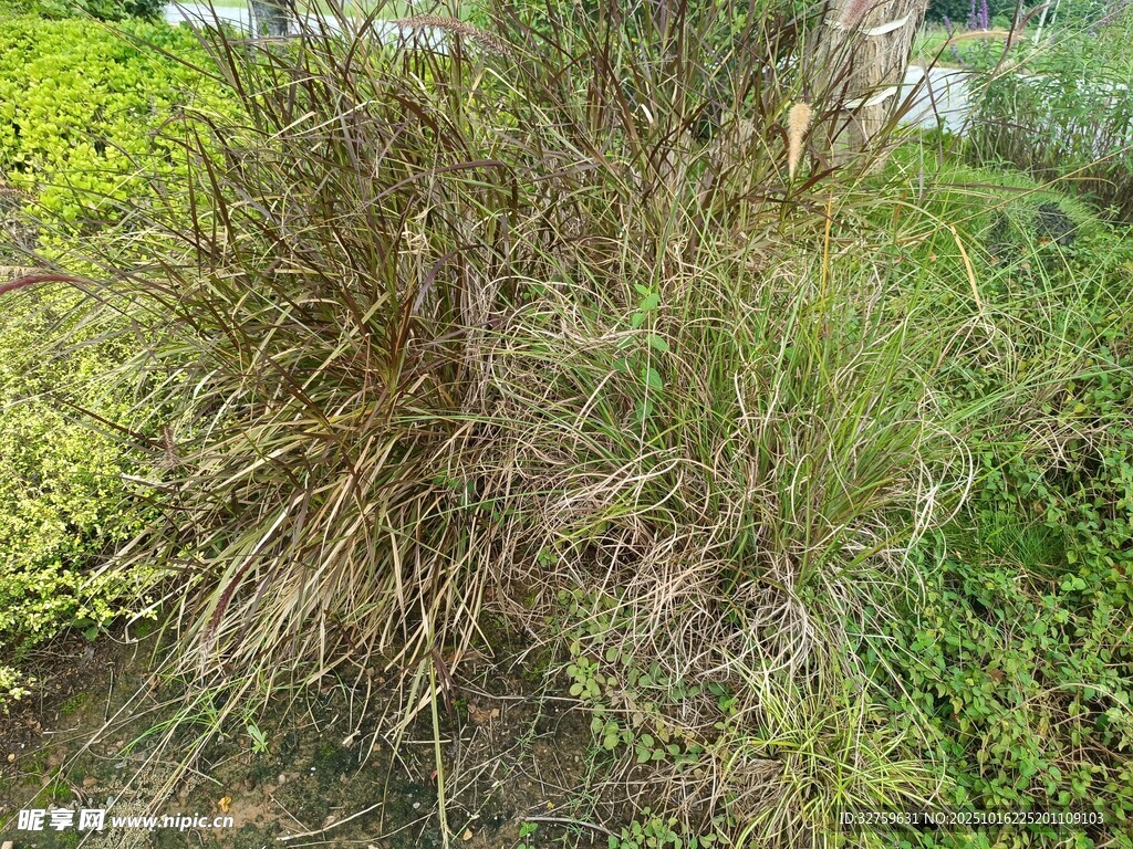 野外丛生的枯黄与绿色植物
