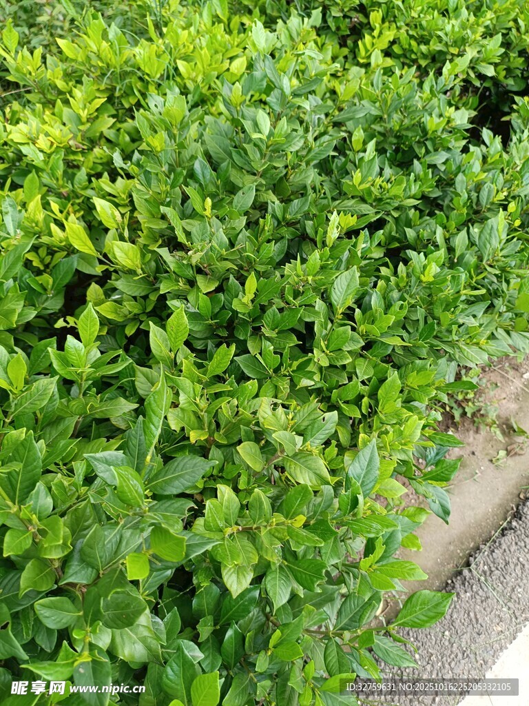 路边翠绿繁茂的灌木丛
