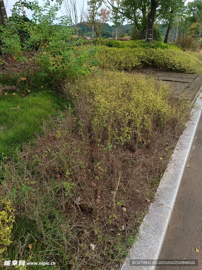 路边多彩植物景观