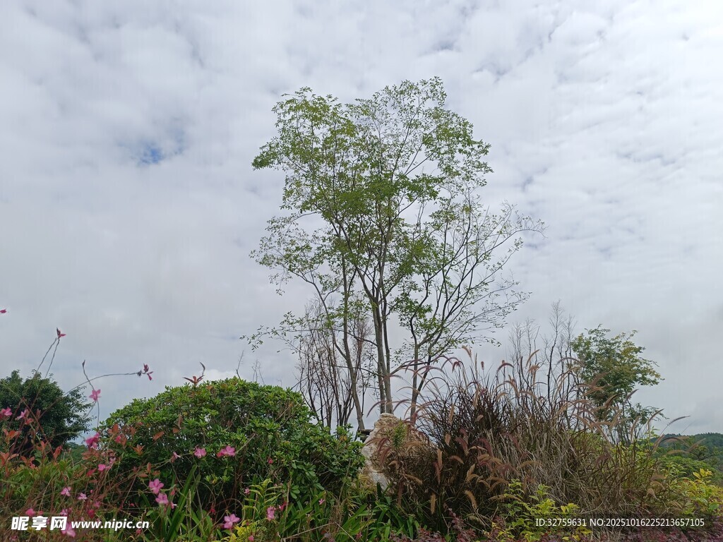 野外树木与繁茂植被景观