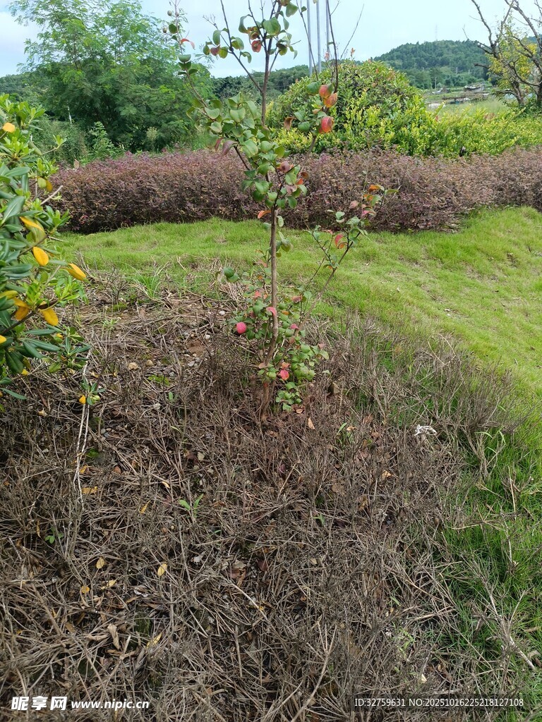 户外草地与多彩植物景观