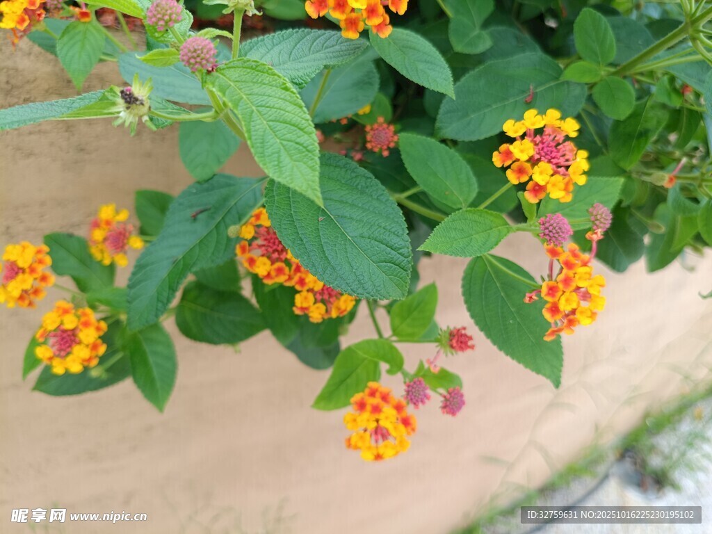 墙边绽放的多彩马缨丹