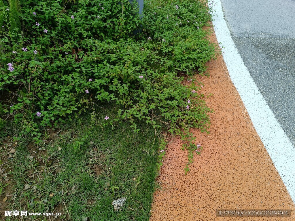 路边绿植与红色步道