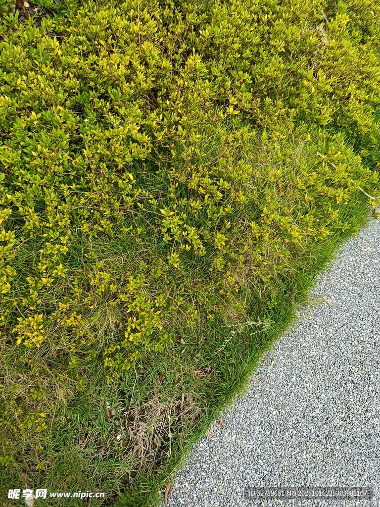 路边盛放的黄色野花