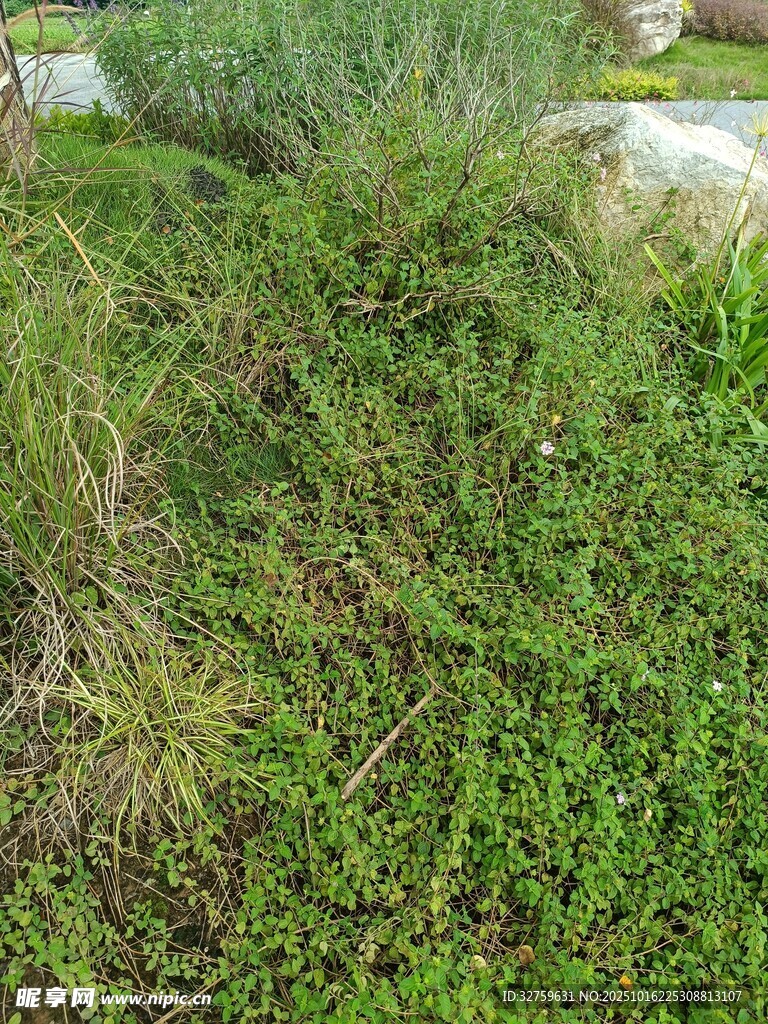 野外茂盛的绿色草地