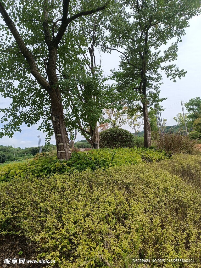 绿意盎然的树林与草地