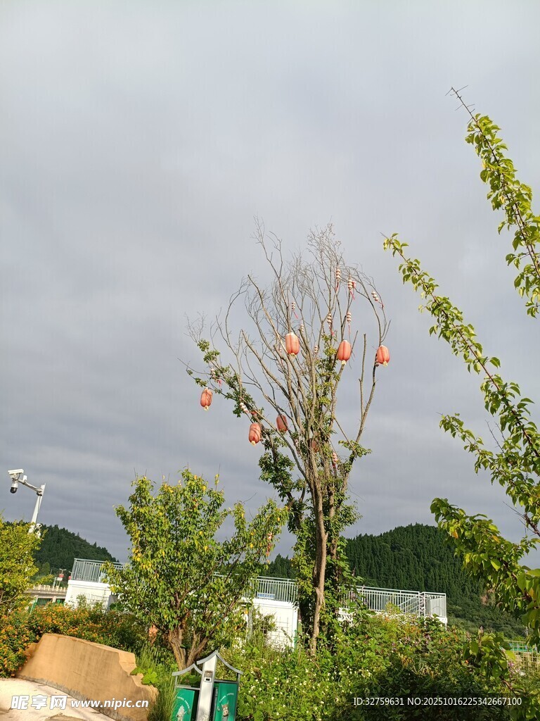 户外绿树与天空景致