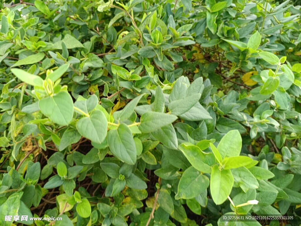 繁茂绿植景观