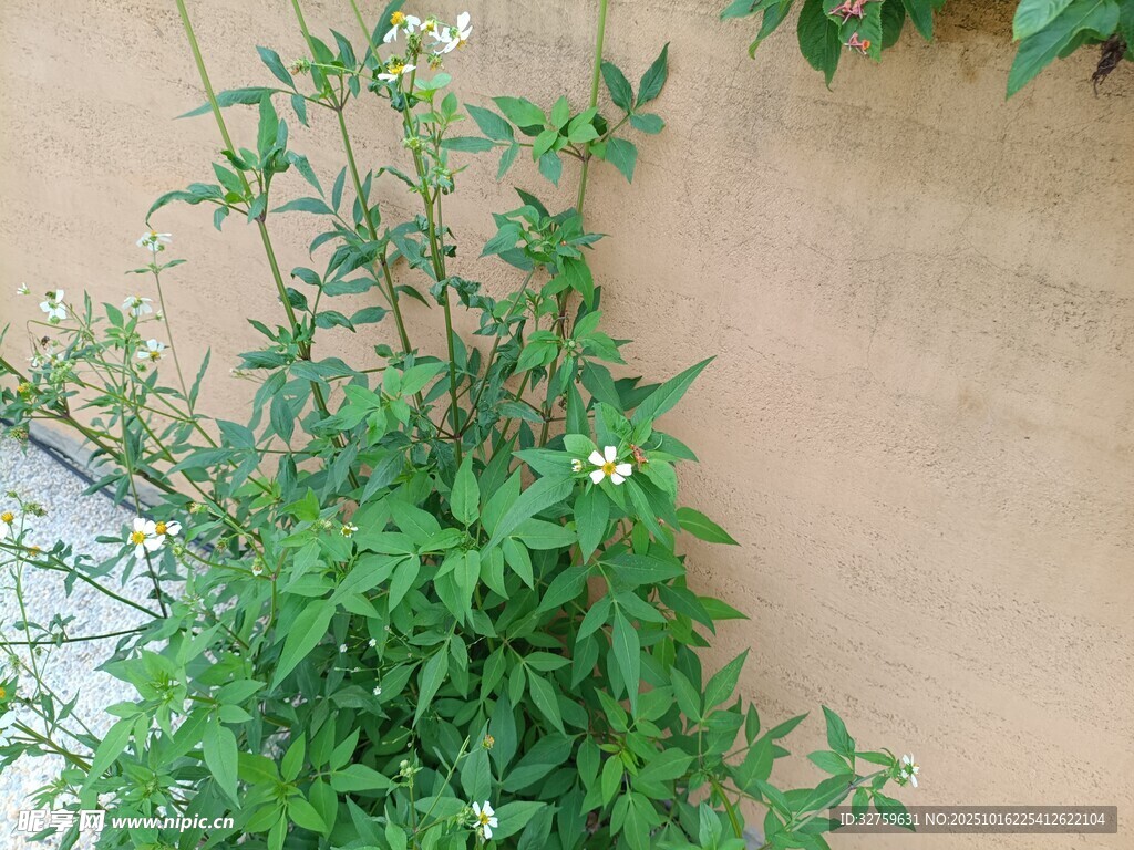 墙边生长的翠绿植物