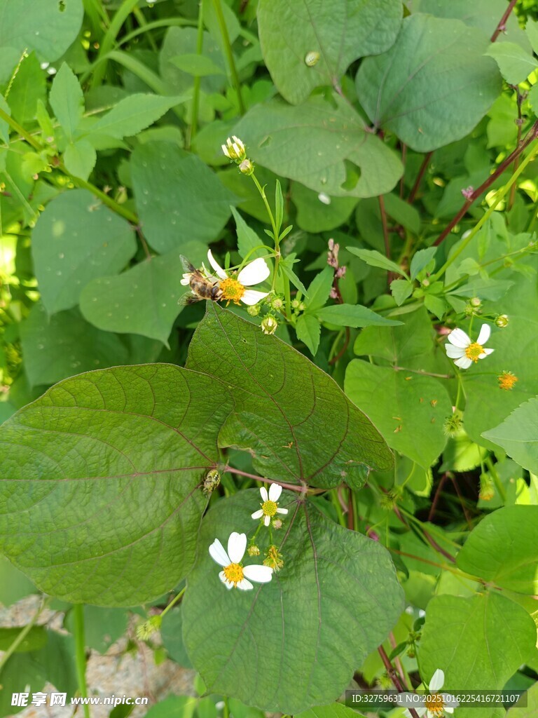 绿叶间的白色小花