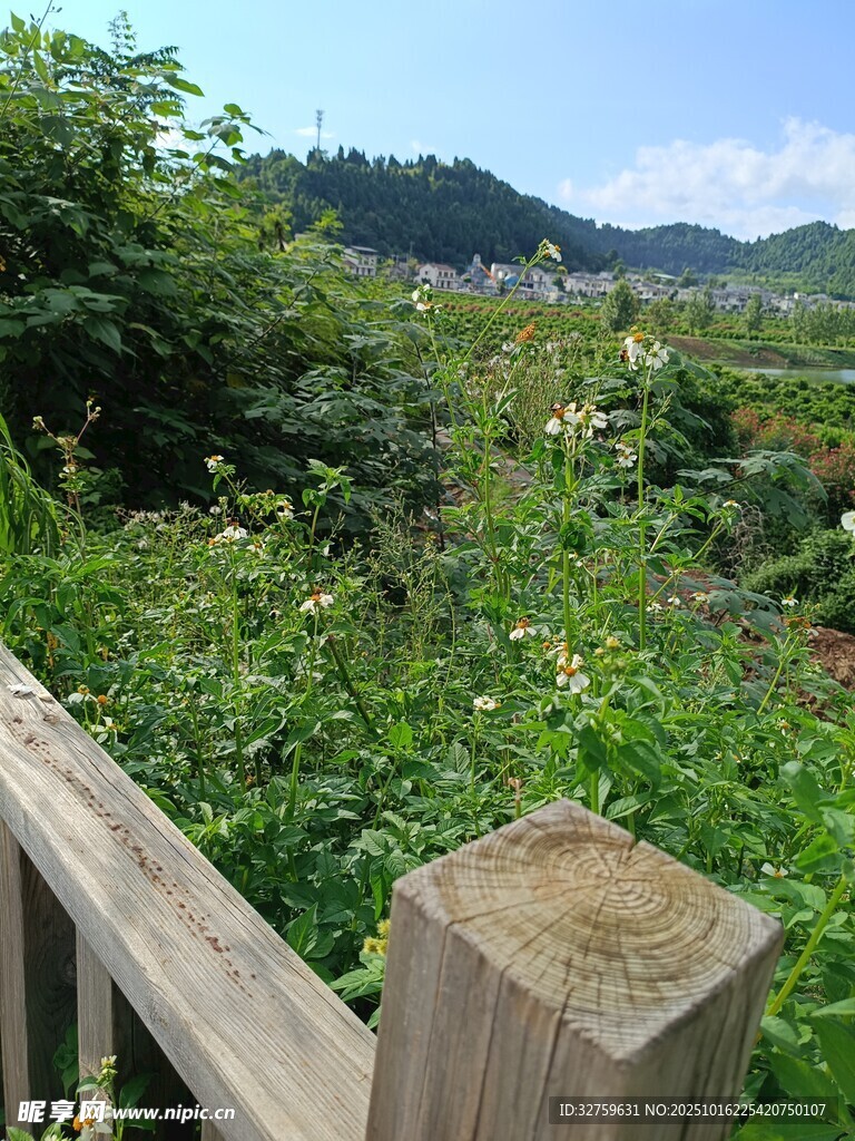 木栏边的繁茂绿植景观