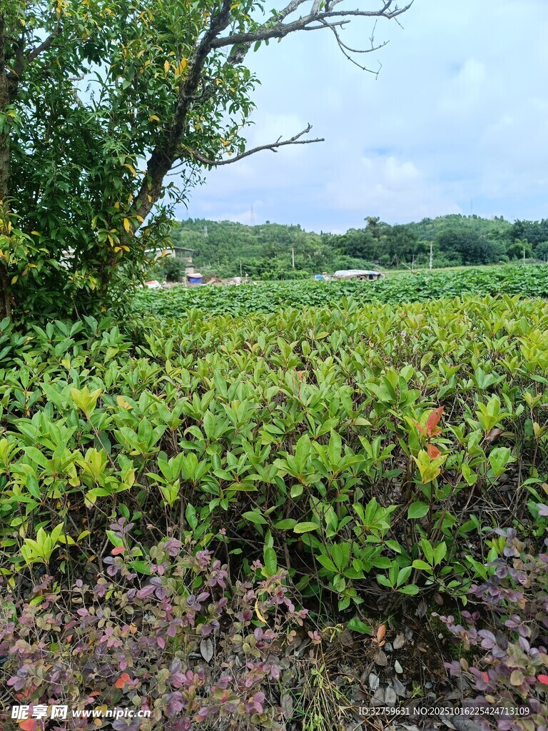 田野绿意盎然的自然风光